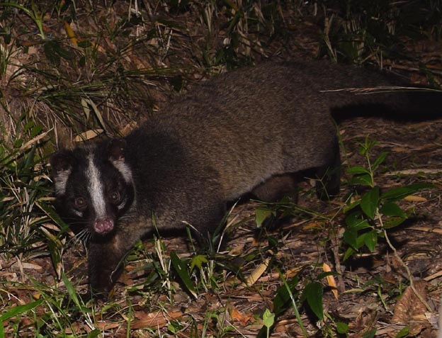 けもの道を歩くハクビシンの写真