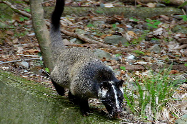 ハクビシンの写真