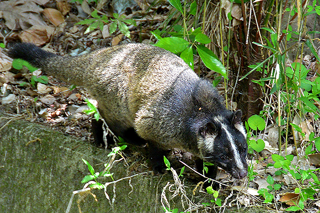 ハクビシンの写真