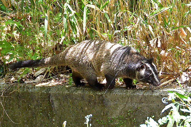 ハクビシンの写真