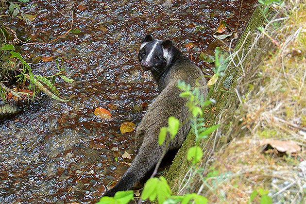 ハクビシンの写真