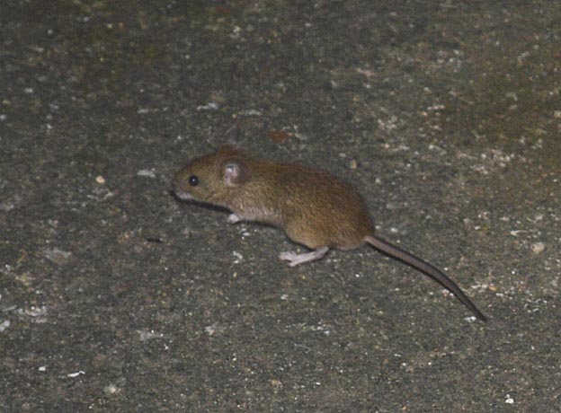 ハツカネズミの写真