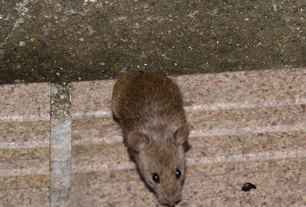 ハツカネズミの写真