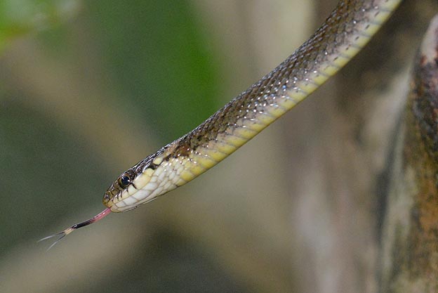 ヒバカリの写真