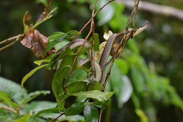 木にぶらさがったヒバカリ