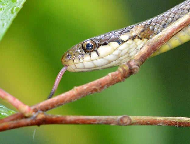 ヒバカリの頭部