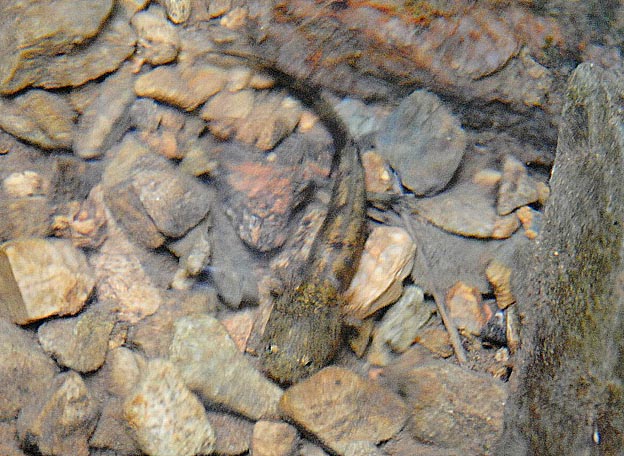 ヒダサンショウウオ幼生の写真