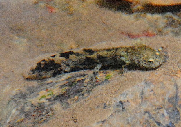 8月のヒダサンショウウオの幼生