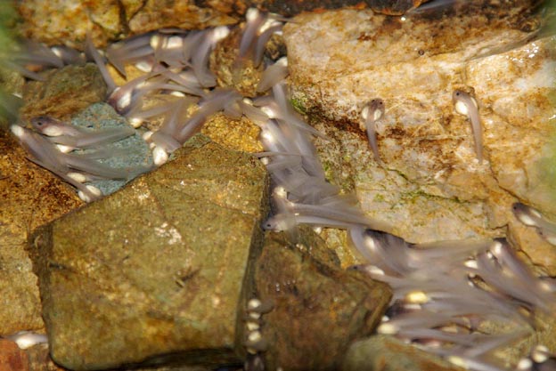 孵化したヒダサンショウウオ