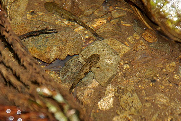 ヒダサンショウウオの幼生