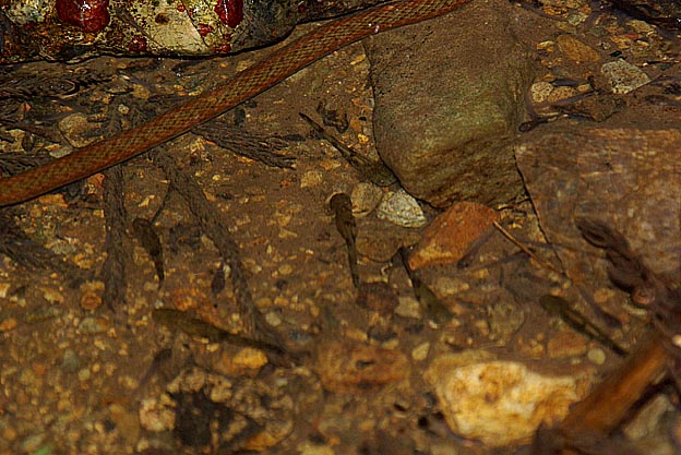 ヒダサンショウウオの幼生