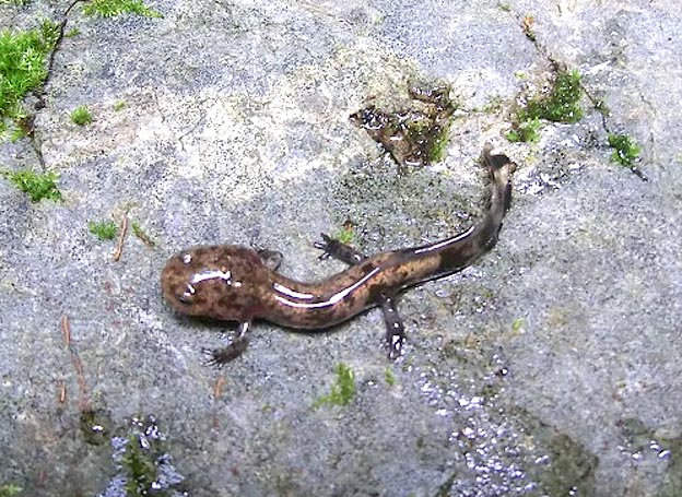 ヒダサンショウウオの幼体