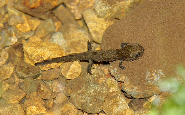 9月下旬のヒダサンショウウオ