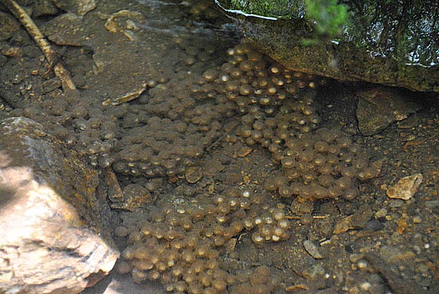 ヒダサンショウウオの卵…？