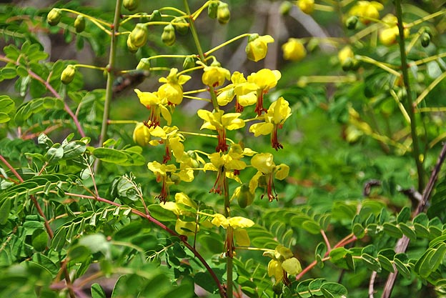 ジャケツイバラの鮮やかな花