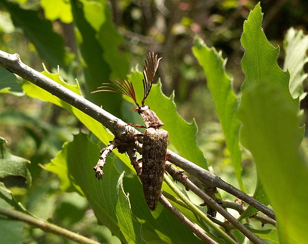 ヒゲコメツキの写真