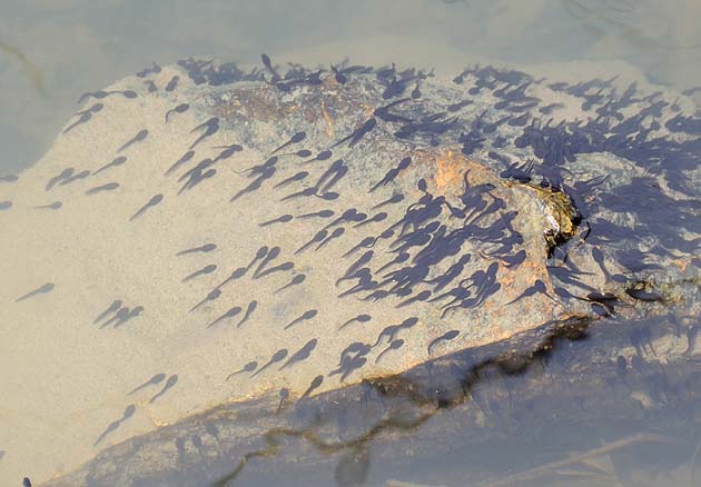 大きくなったヒキガエルのオタマジャクシ