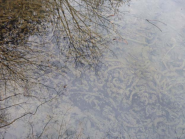 帯のように広がるヒキガエルのオタマジャクシ