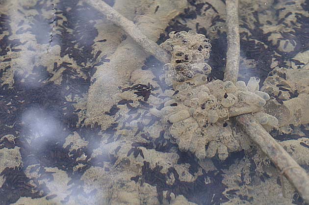 ヒキガエルのオタマジャクシたち