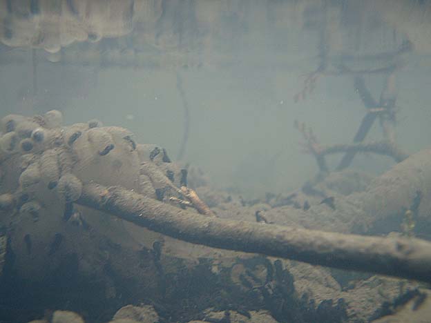 水中から見たヒキガエルのオタマジャクシ゜