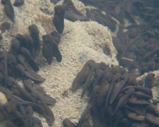 きれいに並んだヒキガエルのオタマジャクシ