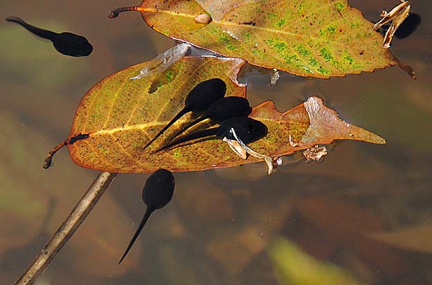 ヒキガエル5月上旬のオタマジャクシ