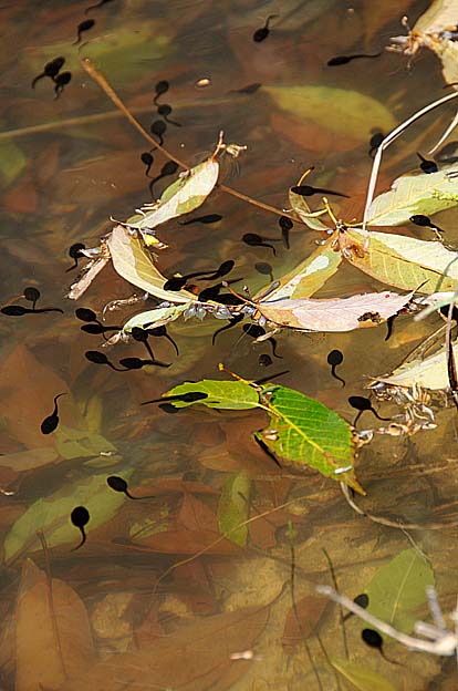 岸の近くを泳ぐヒキガエルのオタマジャクシ