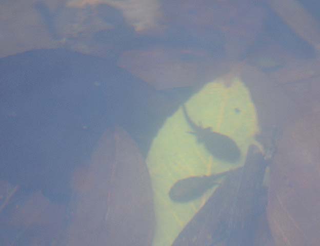 池の底のヒキガエルのオタマジャクシ