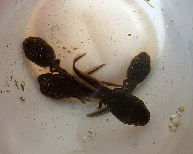 容器の中のヒキガエルのオタマジャクシ