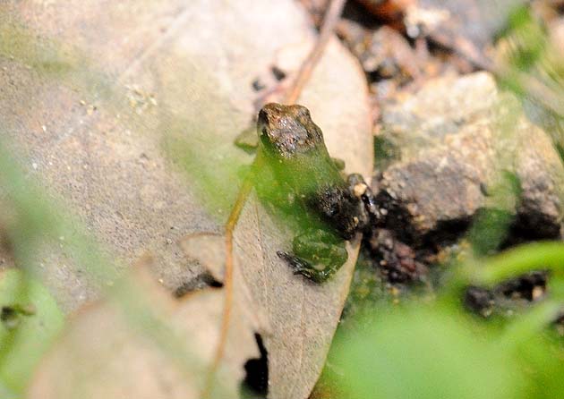ヒキガエルの上陸直後の小さな幼体