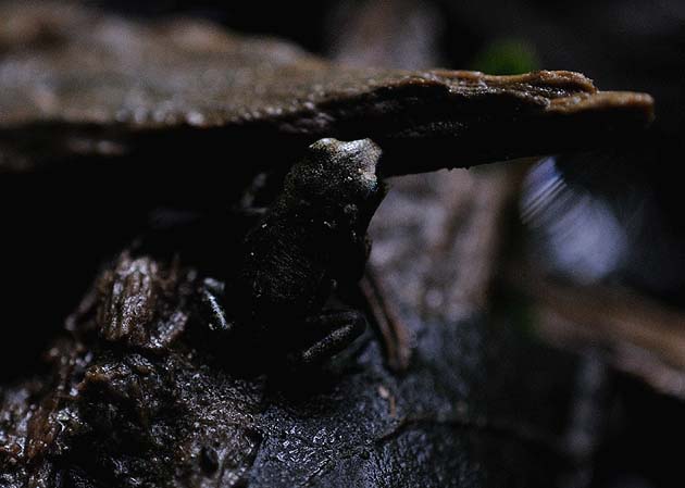 そこらじゅうにいるヒキガエルの幼体