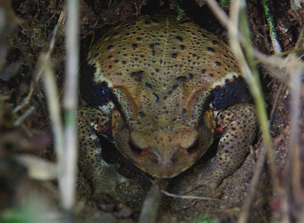 ニホンヒキガエルの成体