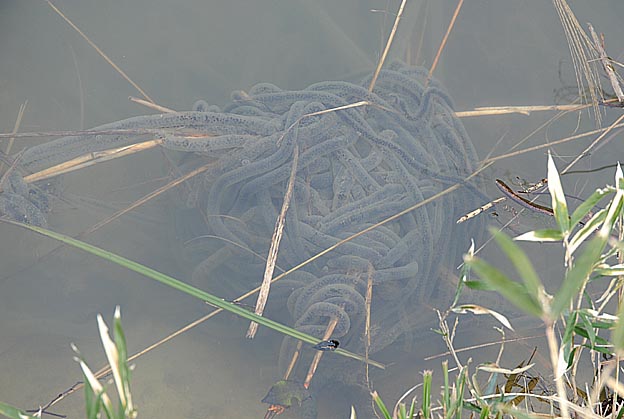 ヒキガエルの卵