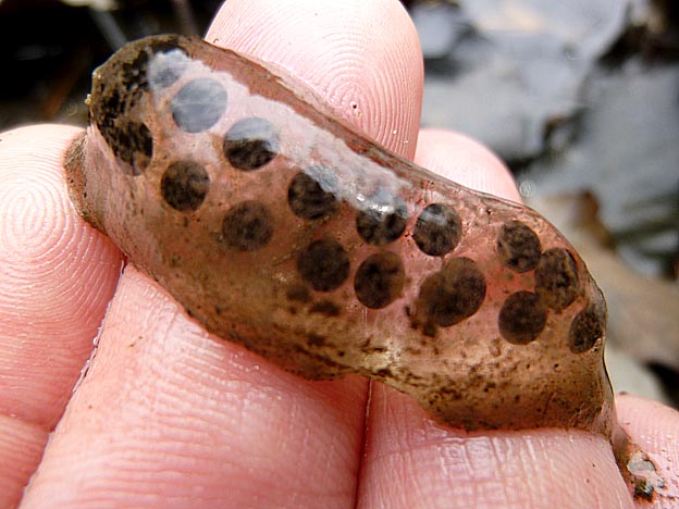 産卵後日数のたっていないヒキガエルの卵