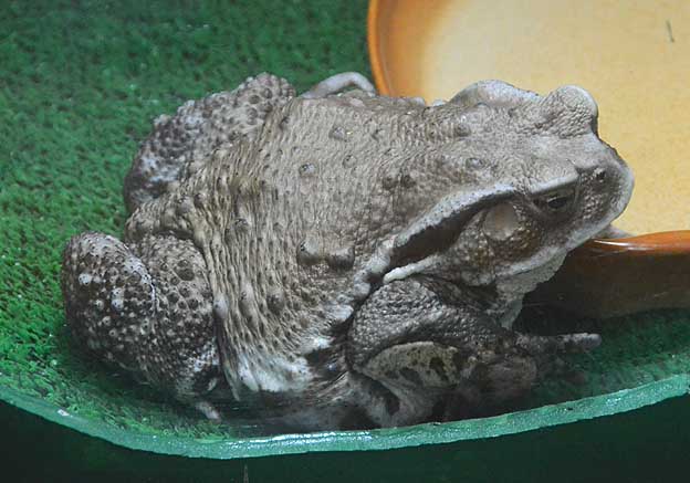 ニホンヒキガエルの成体