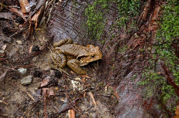 冬眠から覚めたヒキガエル