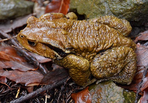 ニホンヒキガエルの写真