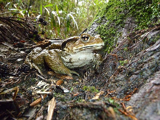 繁殖期のニホンヒキガエル2012のページへ