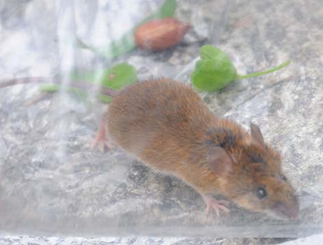 尻尾が長いヒメネズミ