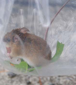 ヒメネズミの写真