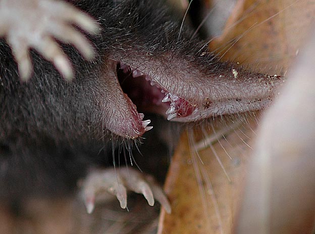 ヒミズの歯と指