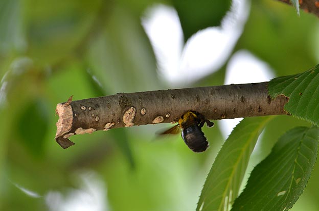 公園の中のクマバチの巣