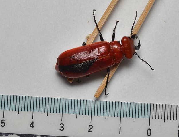 ヒラズゲンセイの大きさ