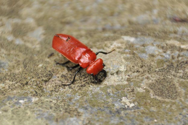 ヒラズゲンセイの写真