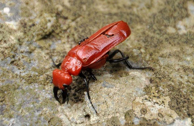 ヒラズゲンセイの写真