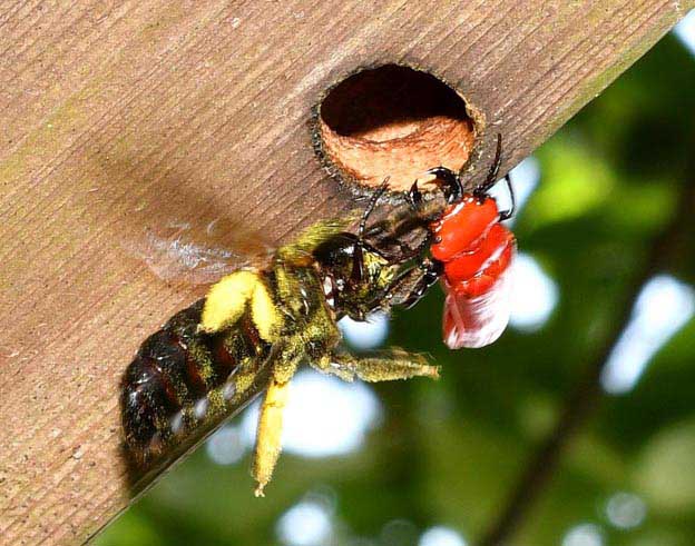 ヒラズゲンセイとクマバチの写真