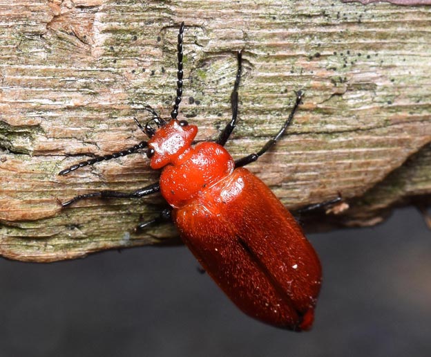 ヒラズゲンセイのメスの写真