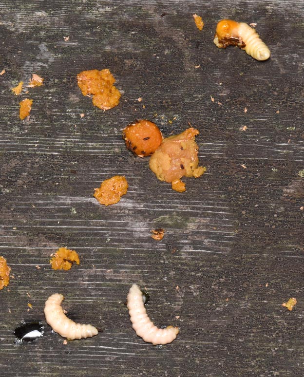 ヒラズゲンセイとクマバチと思われる幼虫の写真