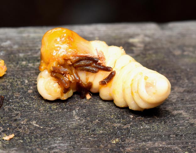 ヒラズゲンセイの幼虫と思われる写真