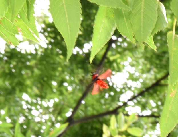 飛ぶヒラズゲンセイのオスの写真
